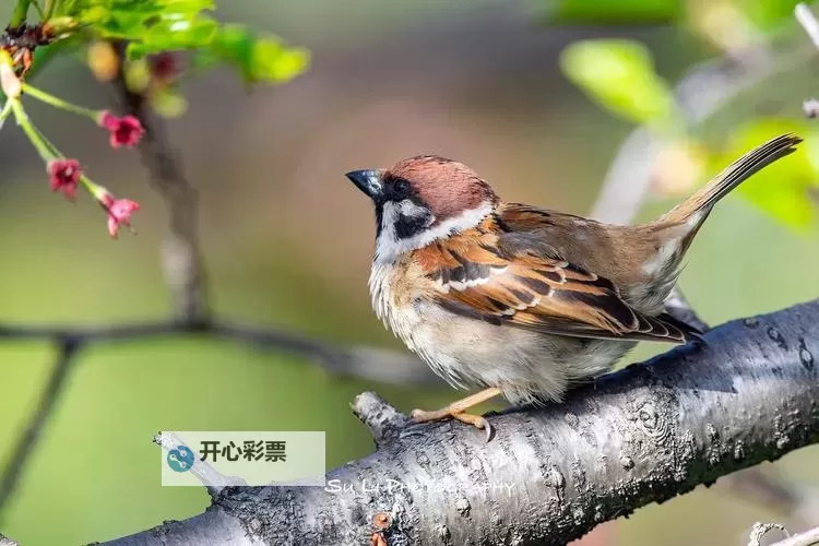 如龙:维新 缴获敌人武器的方法图1