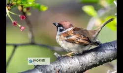 如龙:维新 缴获敌人武器的方法